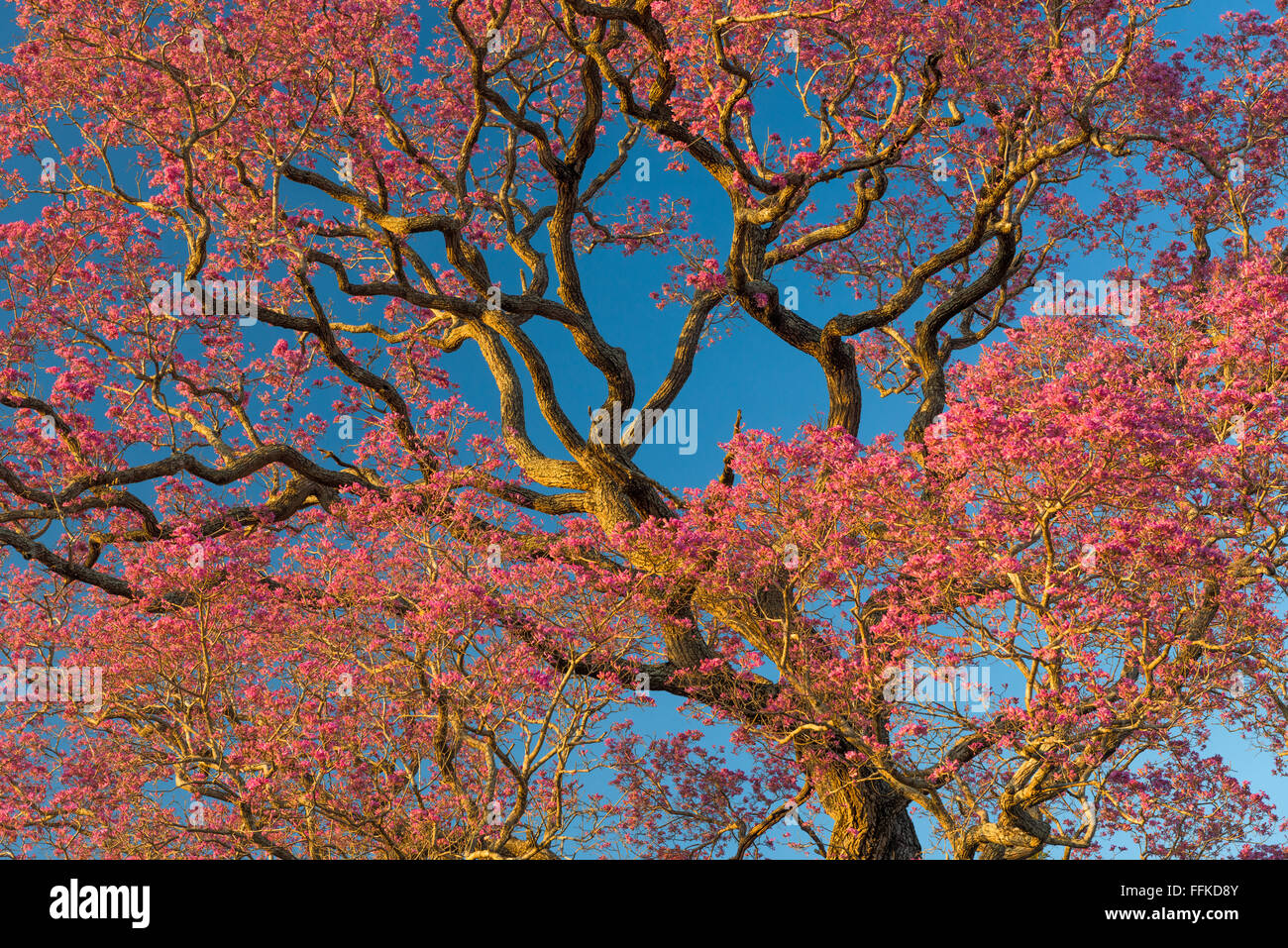 Bloom of the Pink Piuva trees in the Pantanal Stock Photo