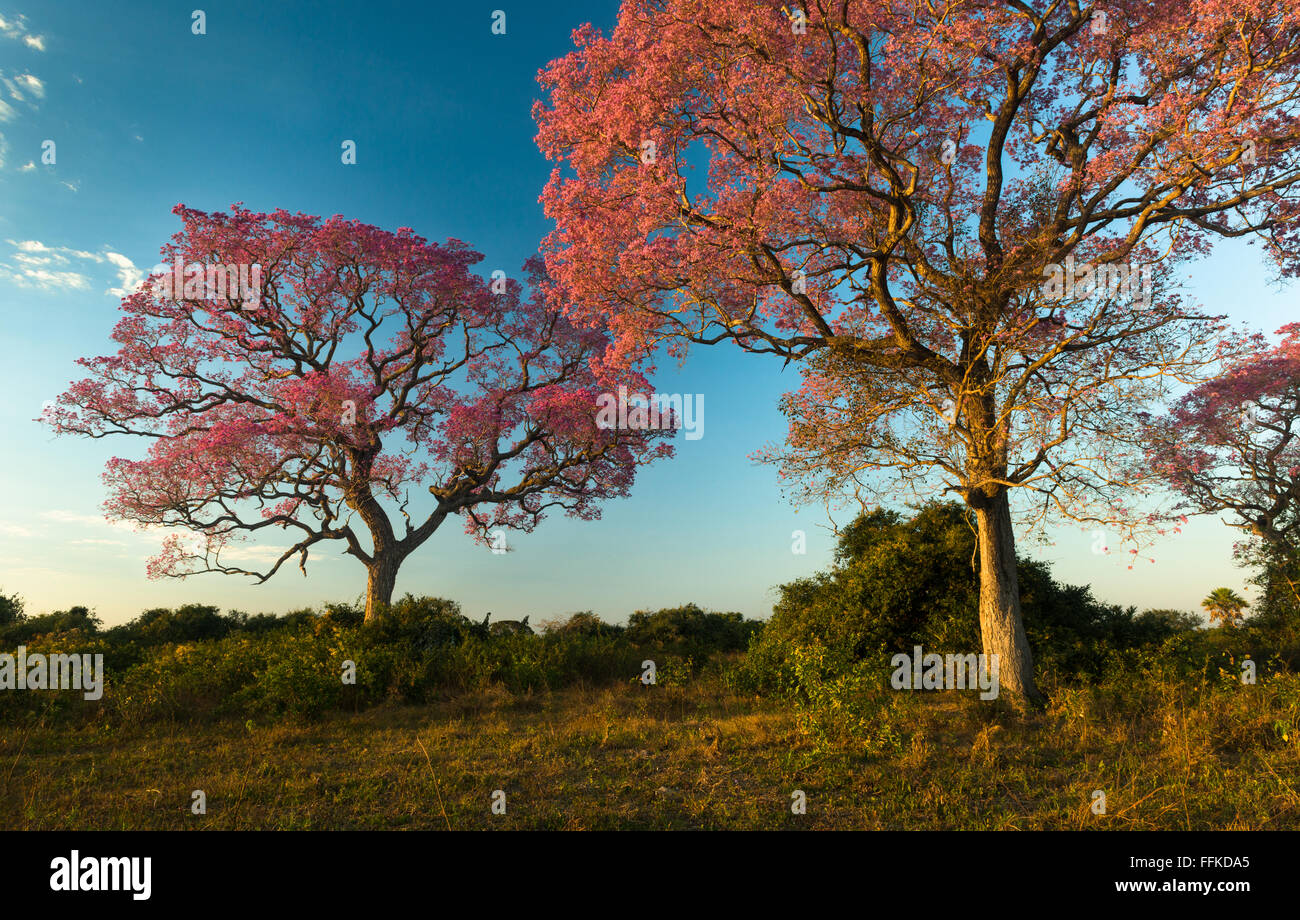 Bloom of the Pink Piuva trees in the Pantanal Stock Photo