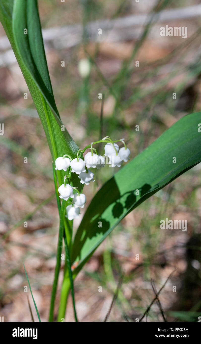 lily of the valley flowers closeup with natural background Stock Photo ...