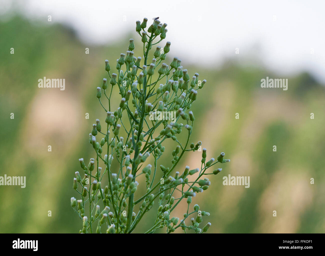 Nature spring green wild field plant closeup on natural background Stock Photo
