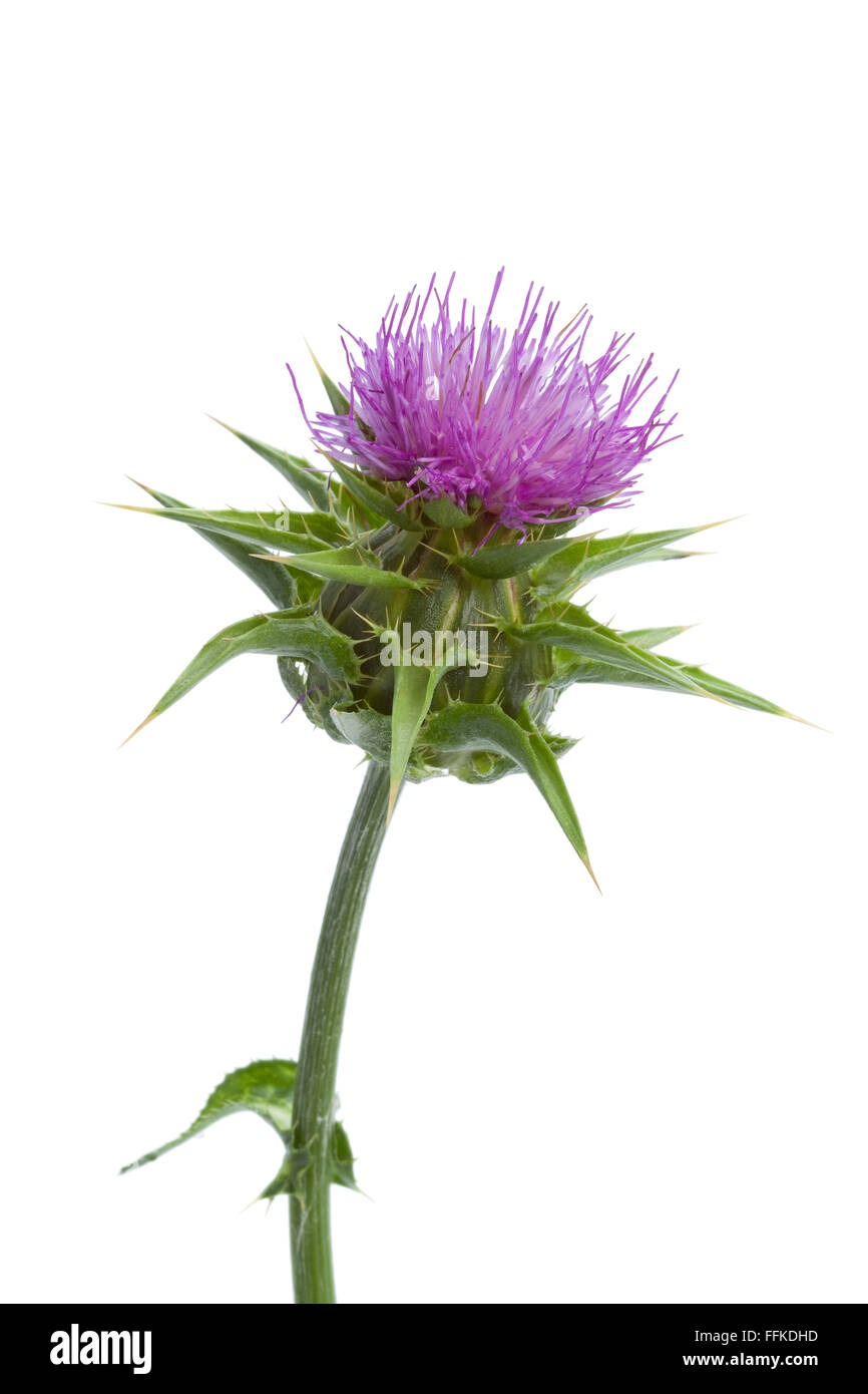 El cardo mariano (silybum marianum) infusión de hierbas Fotografía de stock  - Alamy