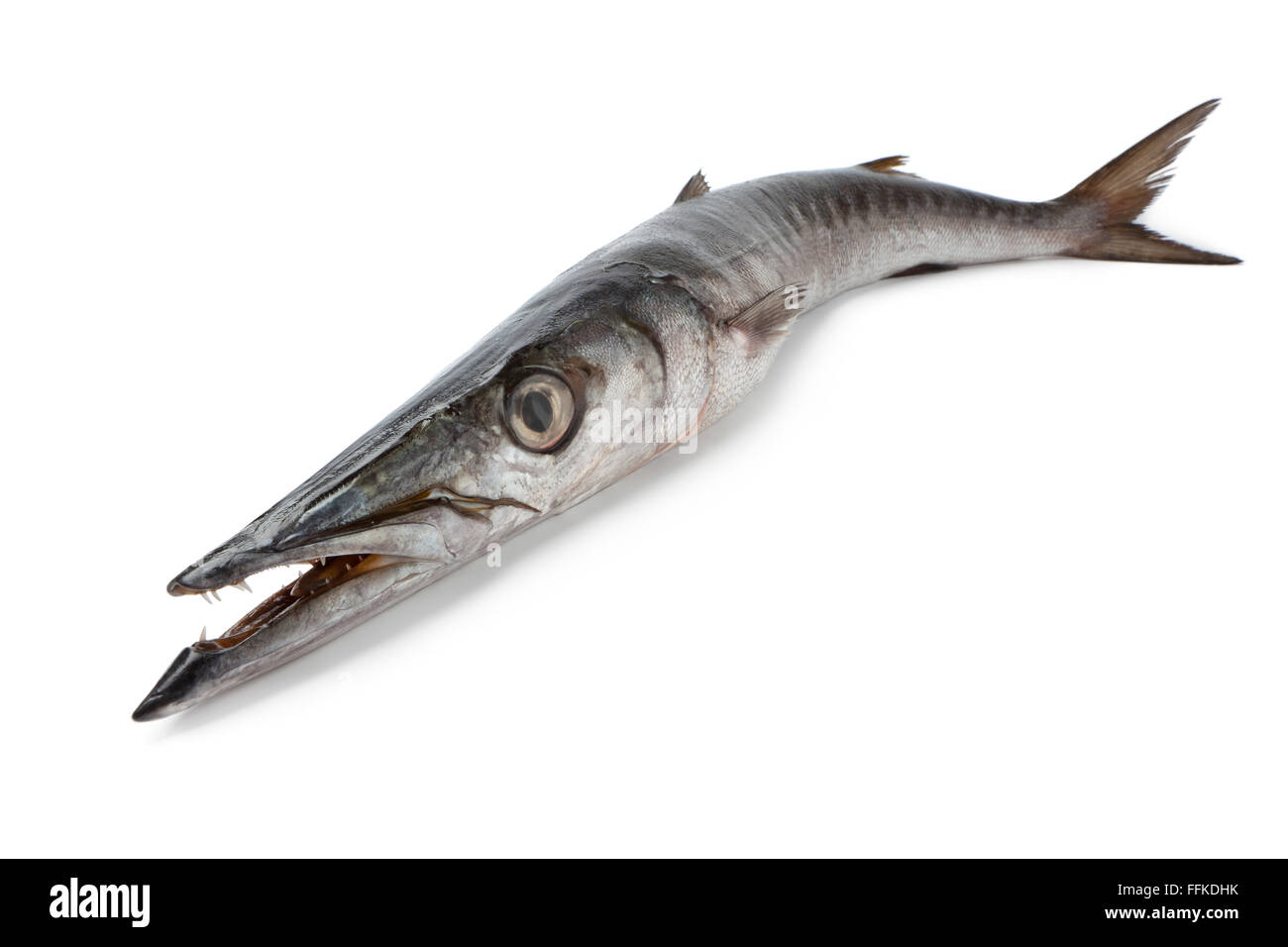 Whole single fresh Barracuda fish on white background Stock Photo - Alamy