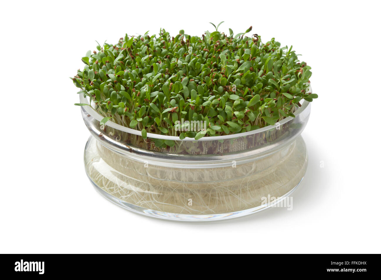 Fresh Alfalfa sprouts growing in a glass container on white background Stock Photo