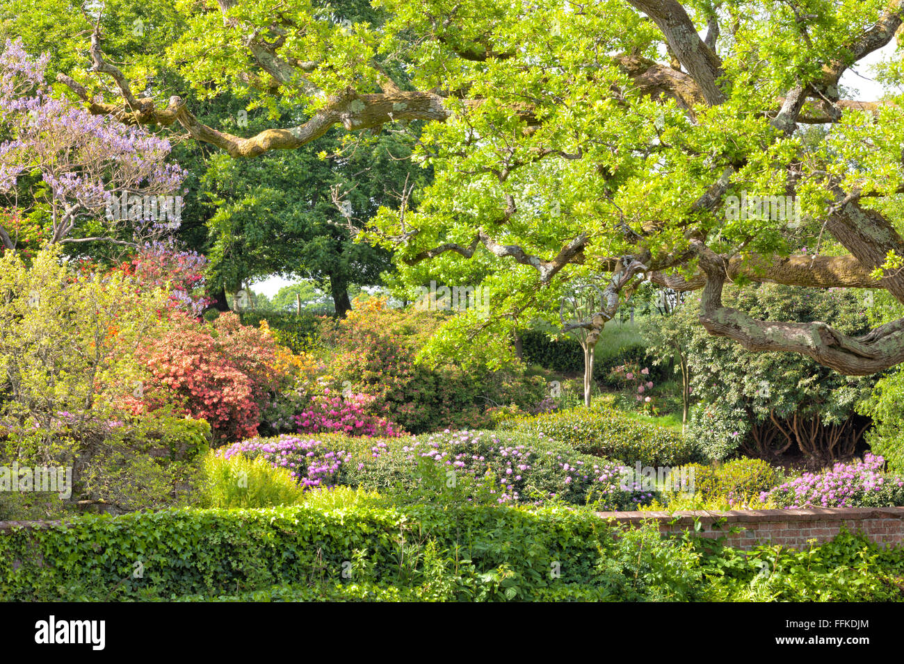 English spring garden with colourful flowering rhododendrons and azaleas, green shrubs, oak trees. Stock Photo