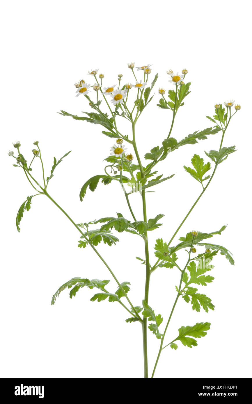 Fresh Feverfew plant on white background Stock Photo