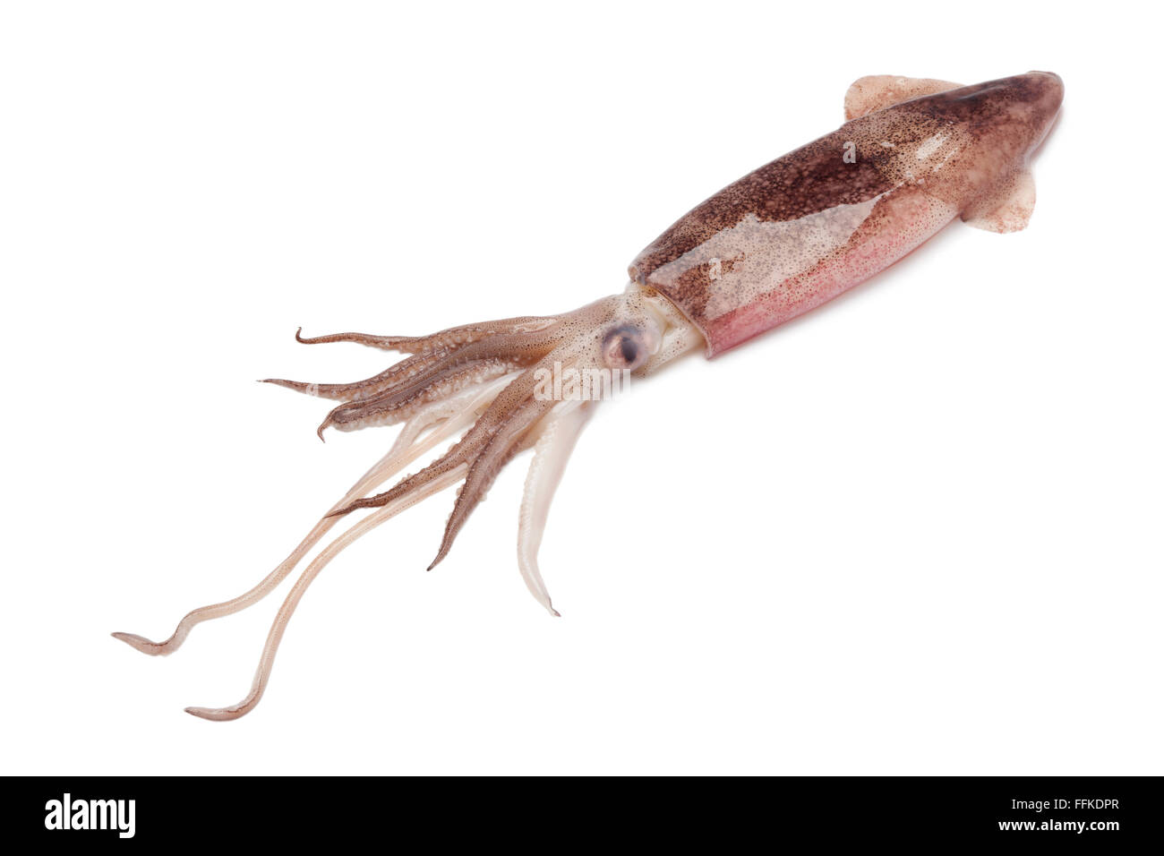 Whole single fresh raw calamari on white background Stock Photo