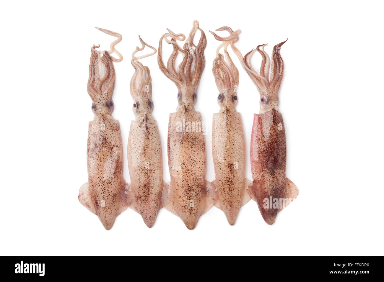 Fresh raw calamari on white background Stock Photo