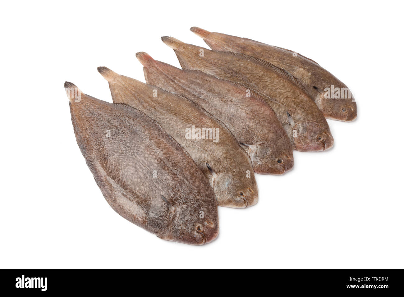 Fresh sole fishes on white background Stock Photo