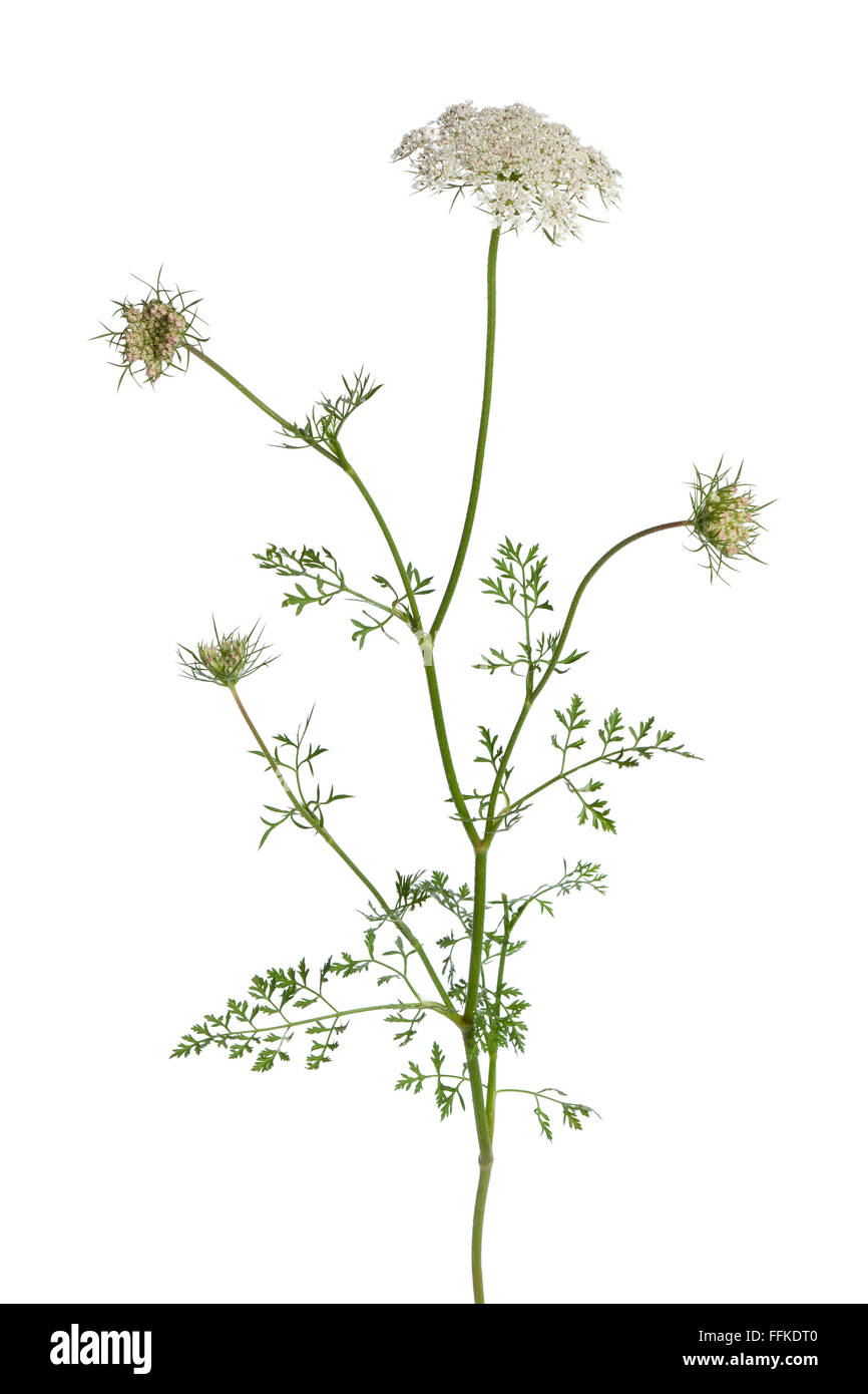 Fresh wild carrot flower on white background Stock Photo