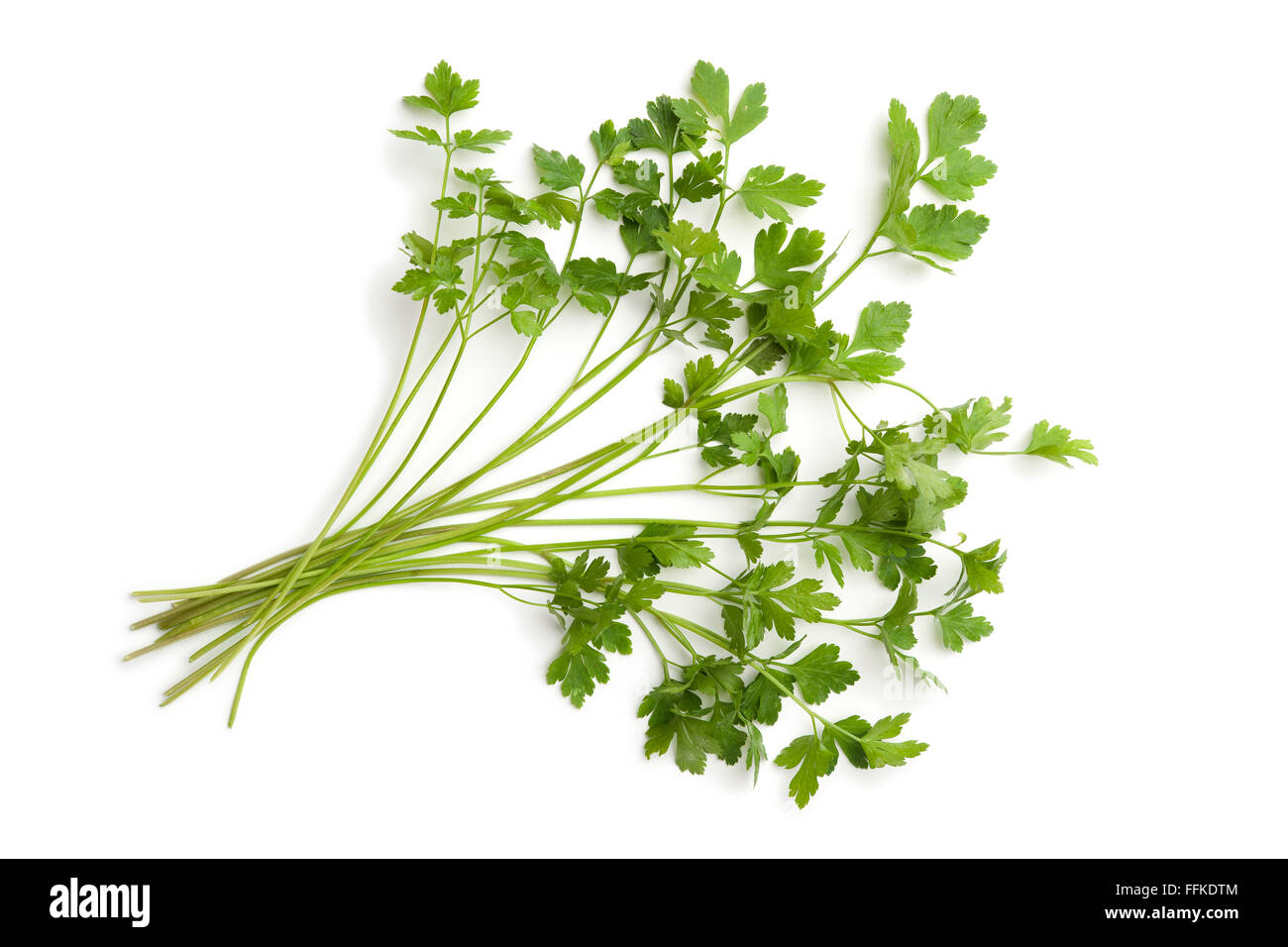 Fresh flat-leave parsley on white background Stock Photo