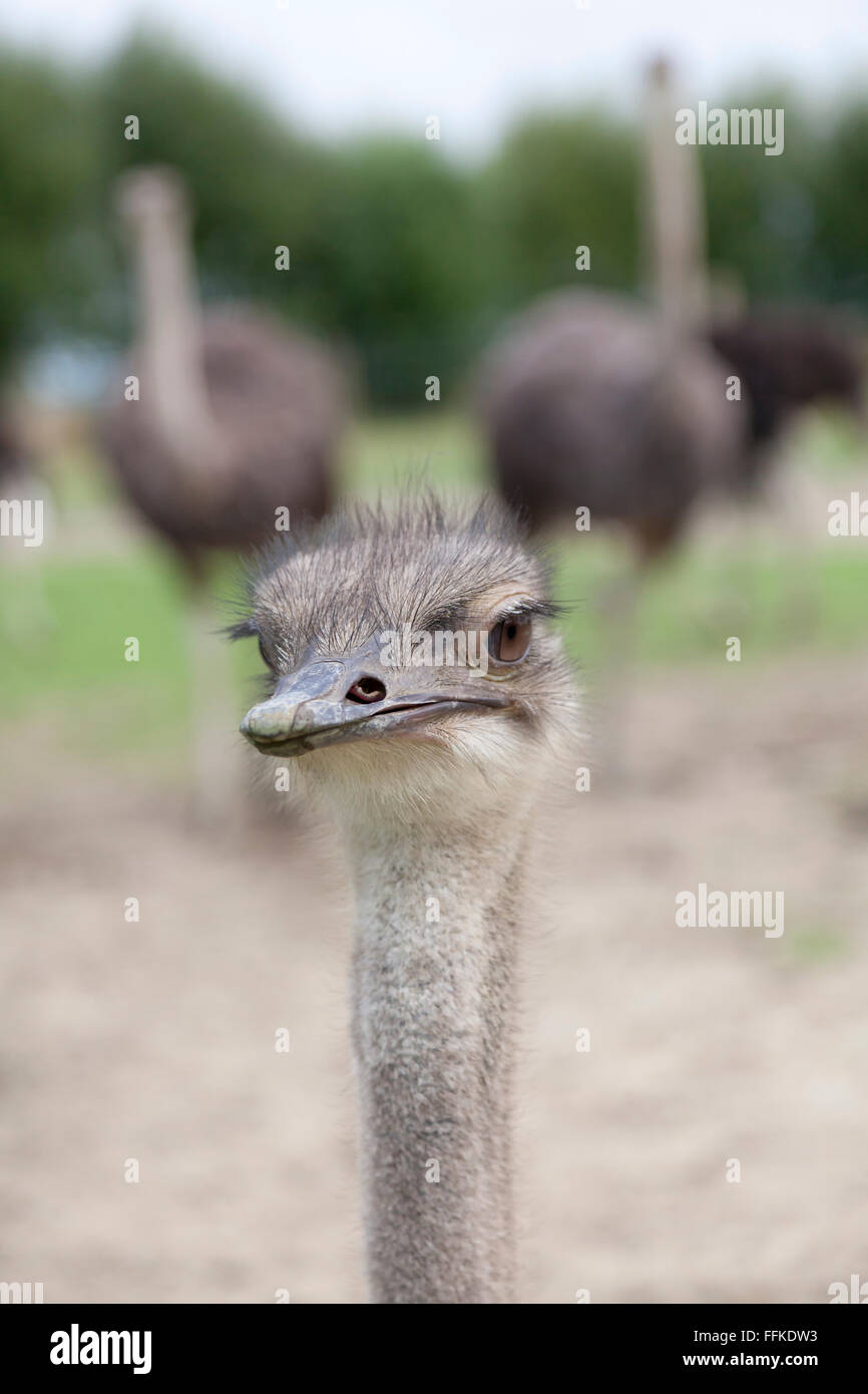 Young Ostrich bird on a farm Stock Photo