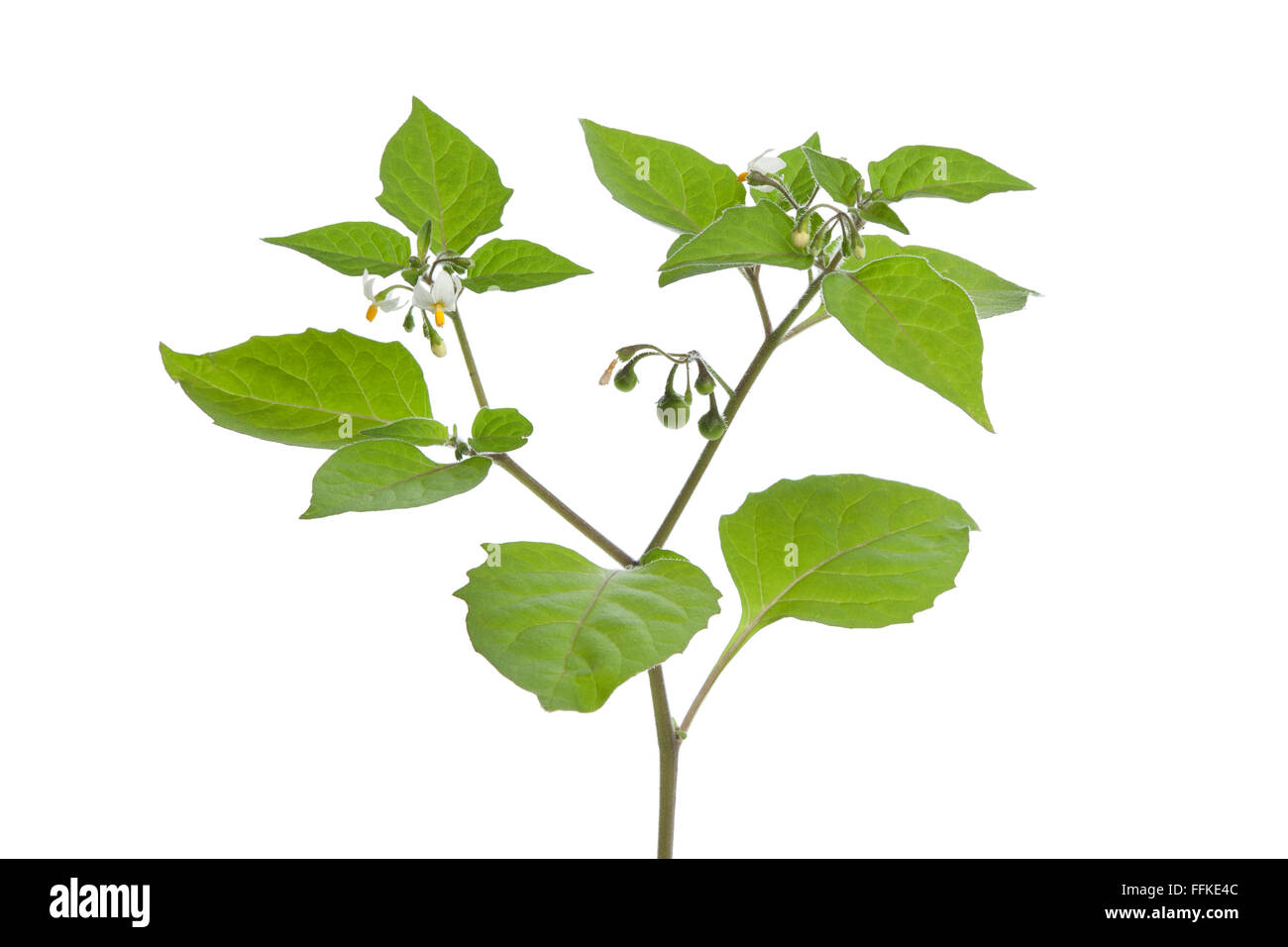 Twig of fresh Black Nightshade on white background Stock Photo