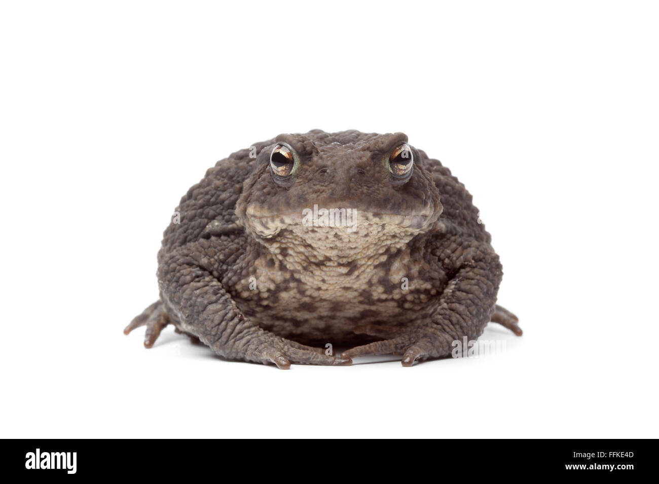 Common toad on white background Stock Photo