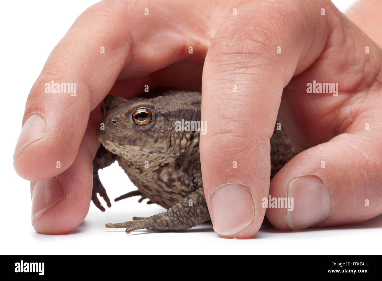 Common toad caught under a hand on white background Stock Photo