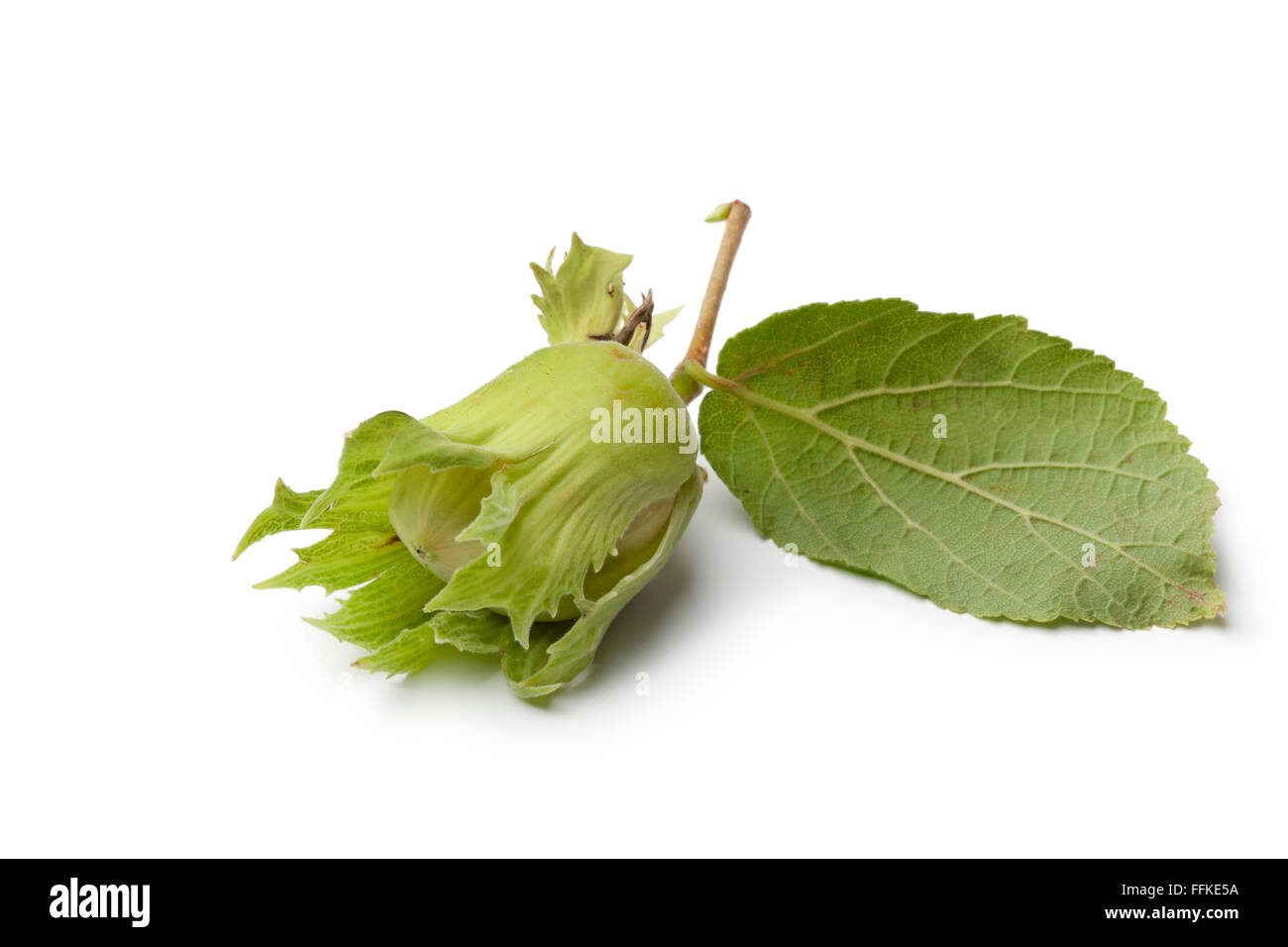 Fresh unripe hazelnut and leaf on white background Stock Photo