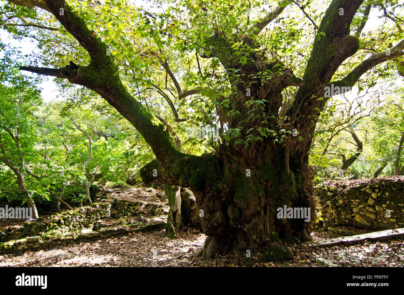 Huge Valonia oak tree 'Quercus ithaburensis macrolepis' at Argiroupoli, at Lappa necropolis, island Crete, Greece Stock Photo
