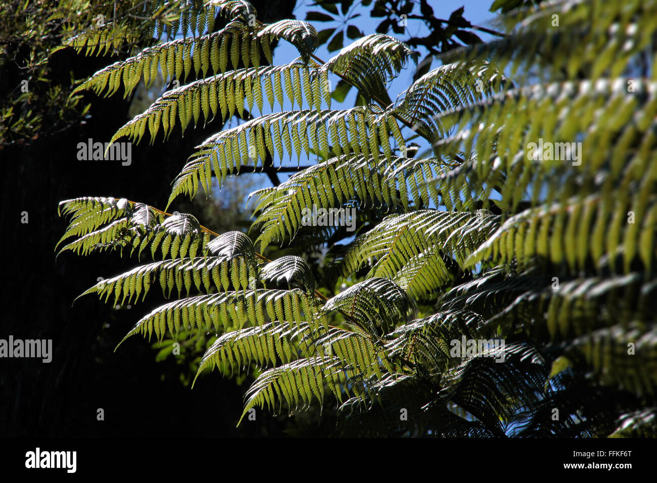 New zealand symbol hires stock photography and images Alamy