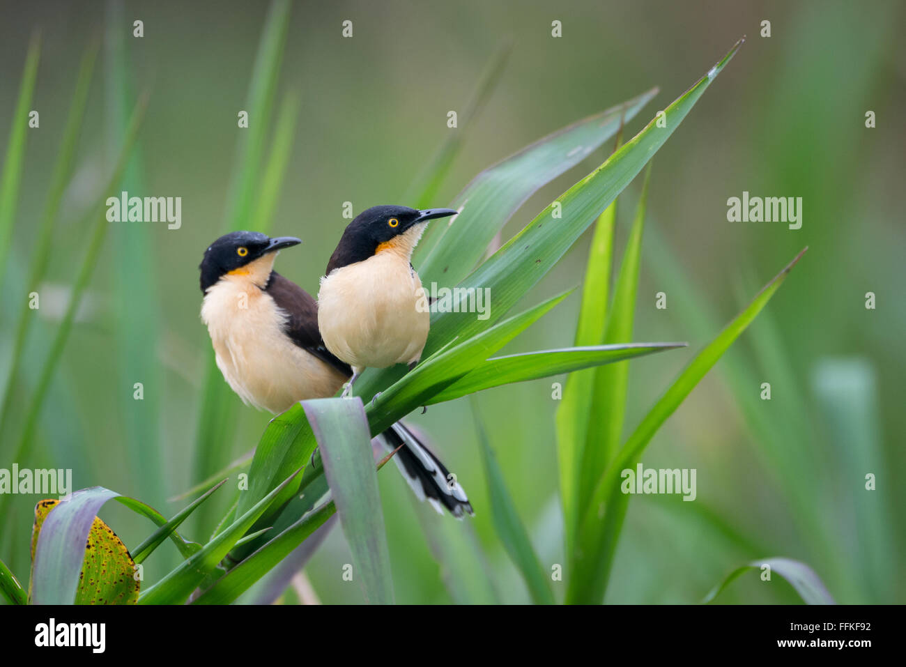 A pair of Black-capped Donacobius from the Pantanal Stock Photo