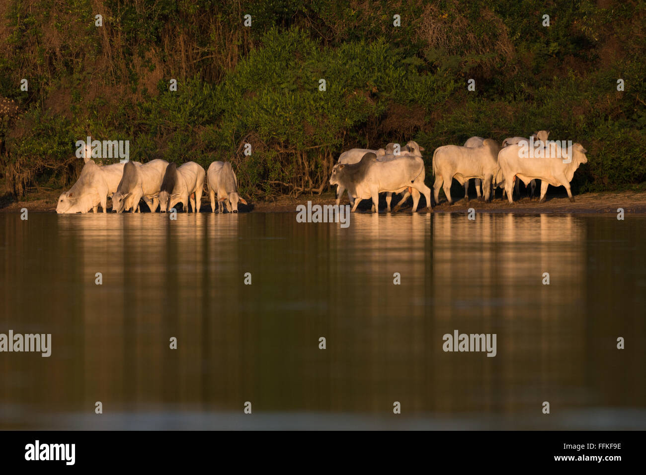 A  group of cattle drinking water from a river in the Pantanal Stock Photo