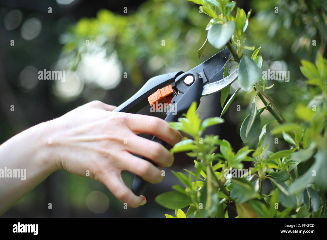 Garden tools, pruning shears. Crop plants, spring treatments. Woman cut