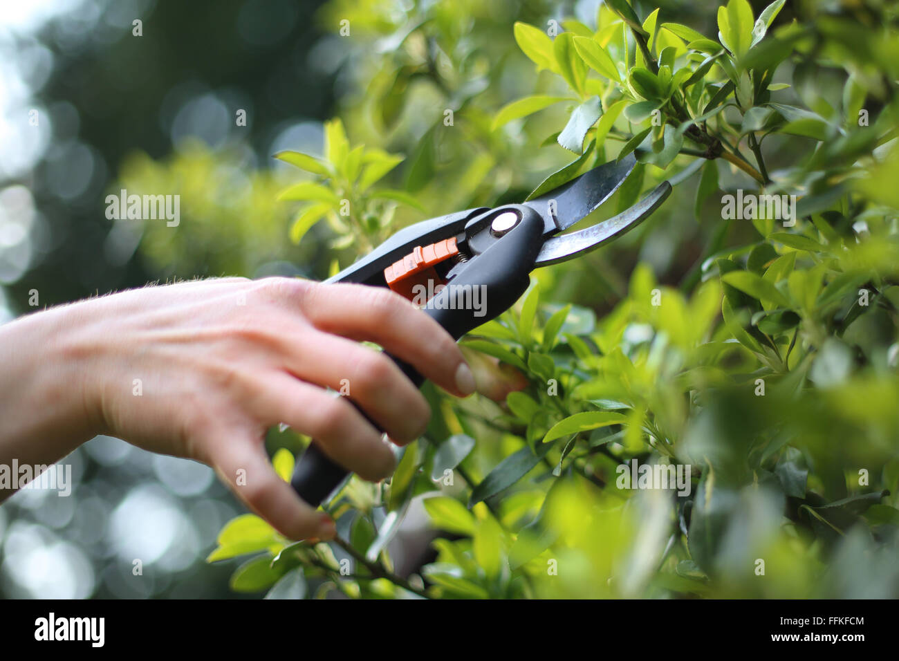 Garden tools, pruning shears. Crop plants, spring treatments. Woman cut