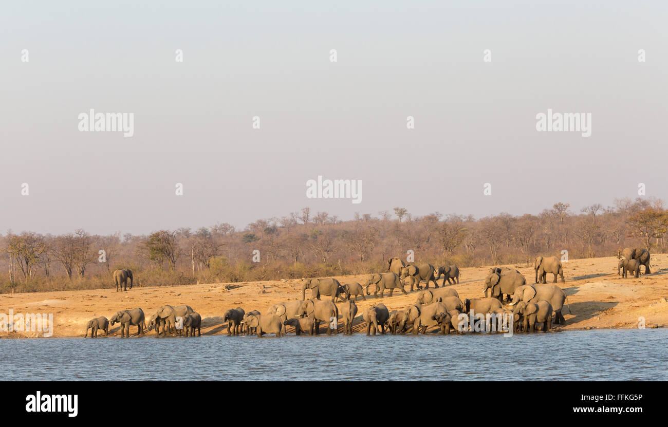 Wide angle view of a large herd of elephant lining up for a drink at the opposite bank of Deteema dam Stock Photo