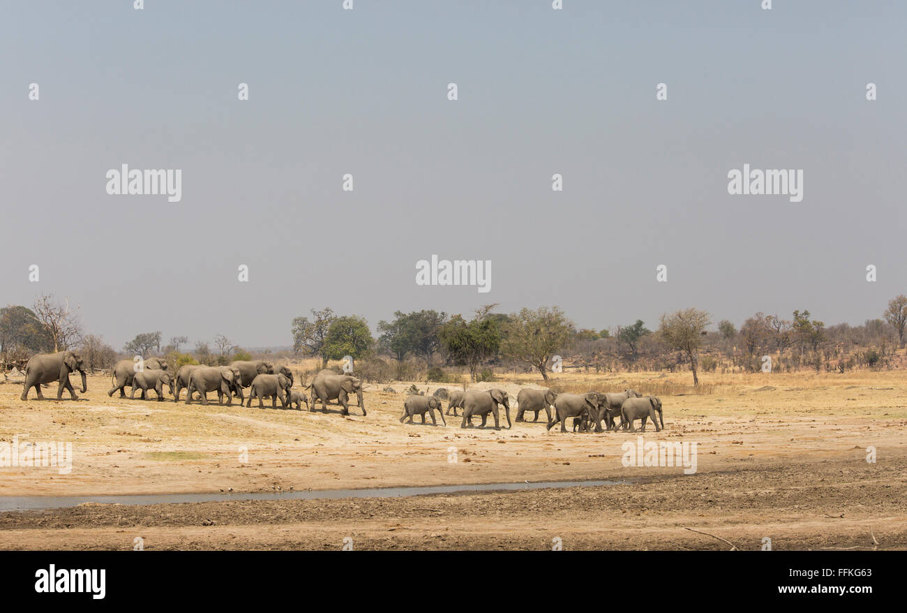 Herd of elephants walking in single file across a barren area on the banks of a waterhole Stock Photo