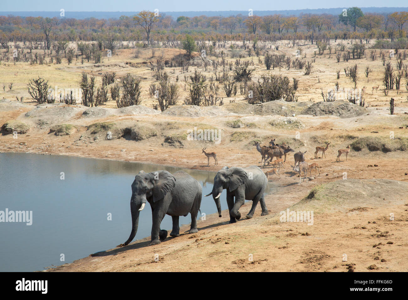 Two male elephants approachng a waterhole Stock Photo - Alamy