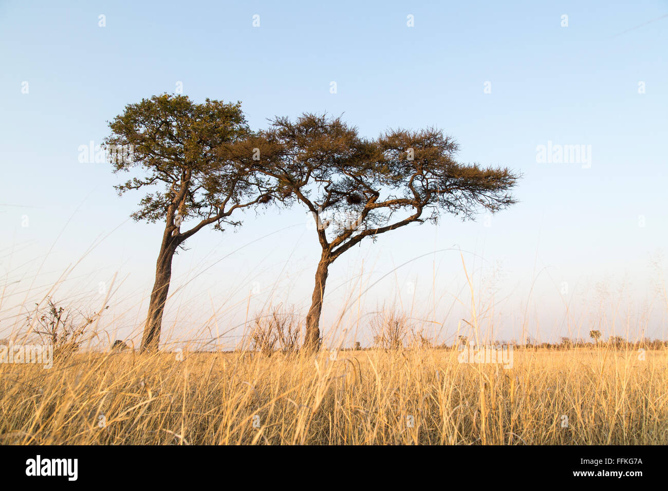 Scenic view of two tall acacia trees in an open grassland savanna Stock Photo