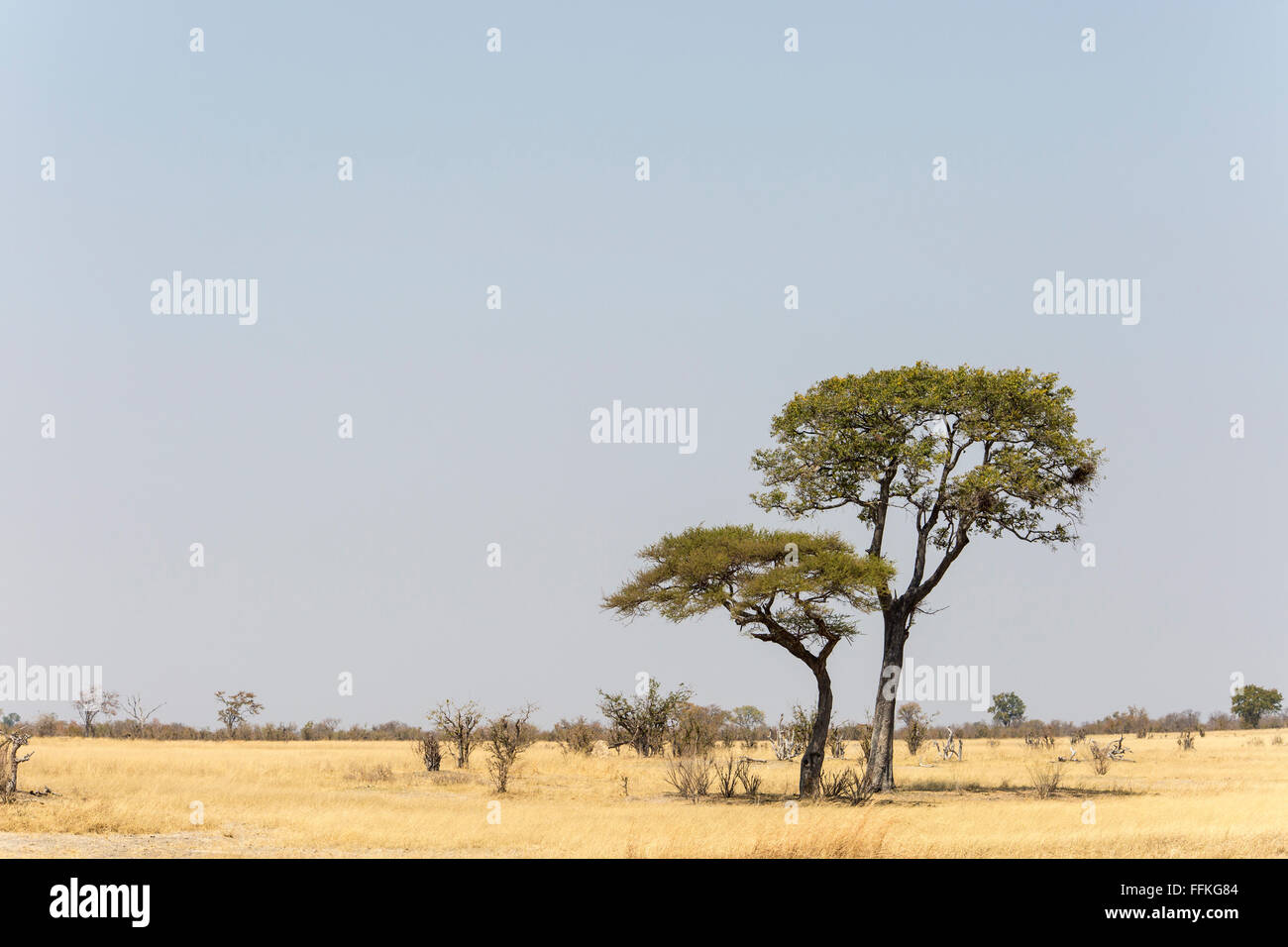 Scenic view of of two tall Acacia trees in a large grassland savanna in Hwange Stock Photo