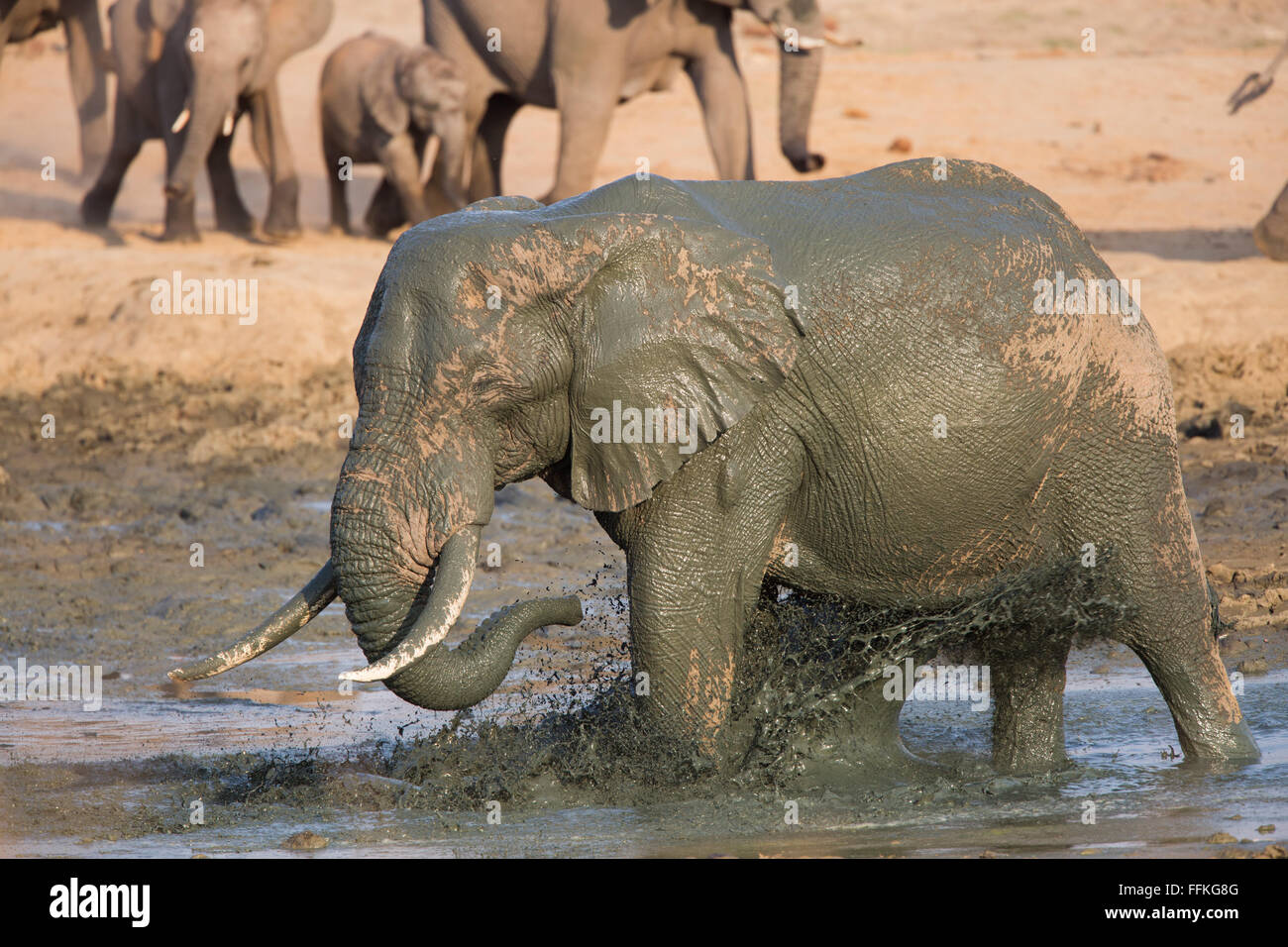 Large bull elephant kicking up the muddy water in a waterhole in central Hwange Stock Photo
