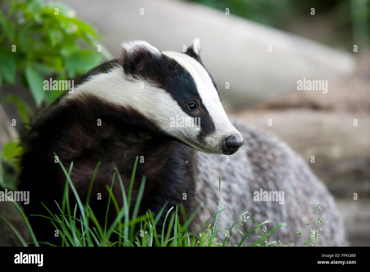 The European badger also called Eurasian badger and is (or was) part of a controversial cull in the UK Stock Photo