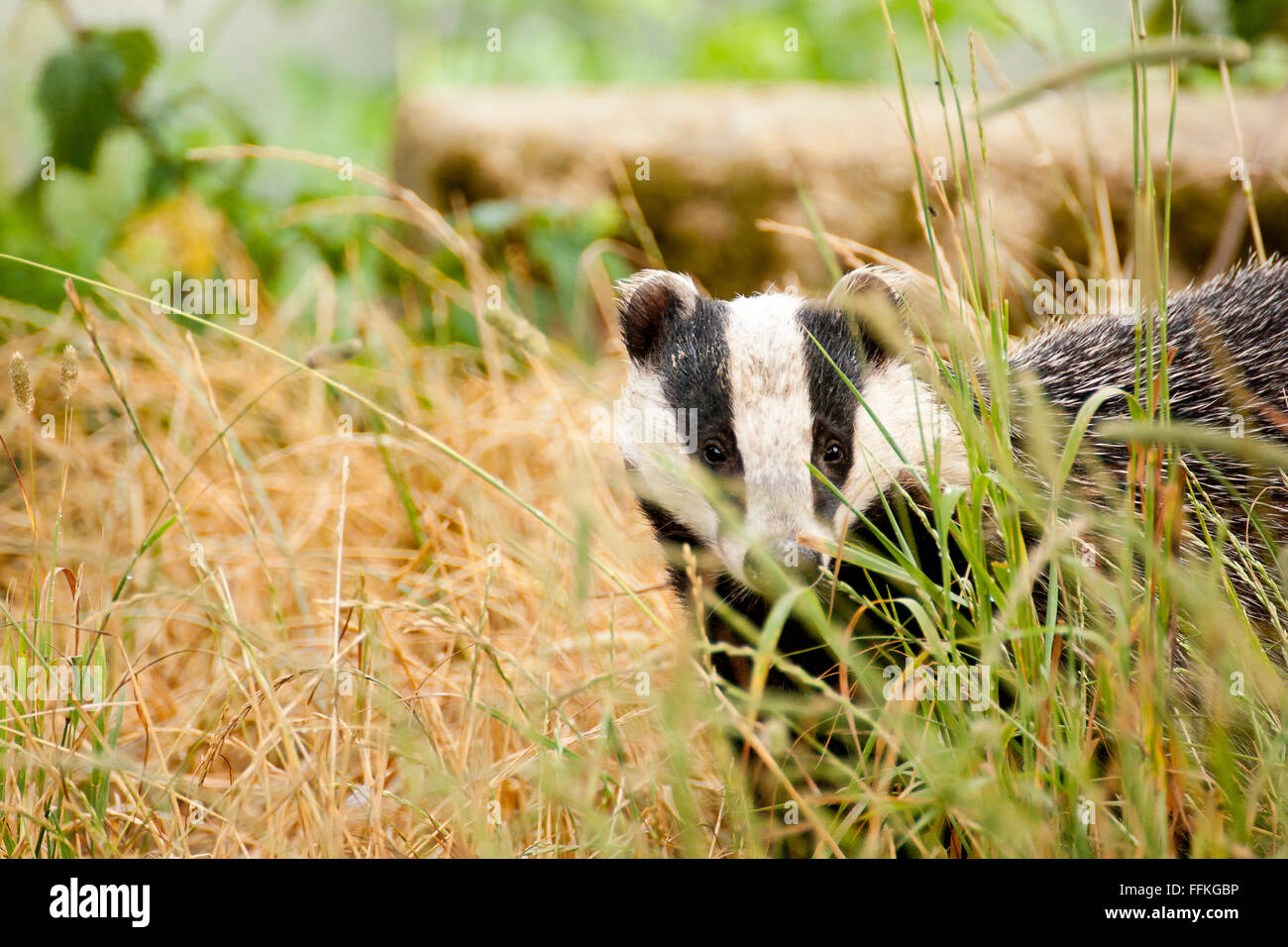 The European badger also called Eurasian badger and is (or was) part of a controversial cull in the UK Stock Photo