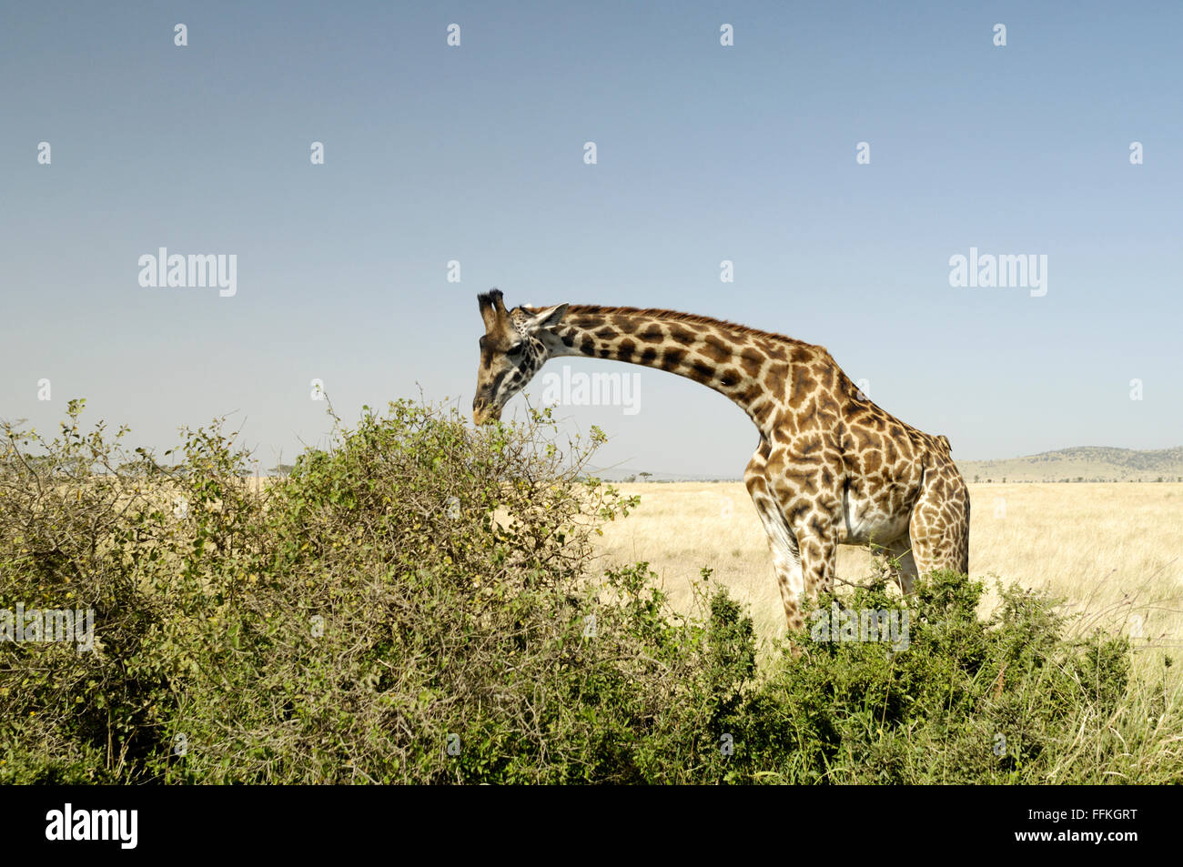 Giraffe eating in the Serengeti Stock Photo