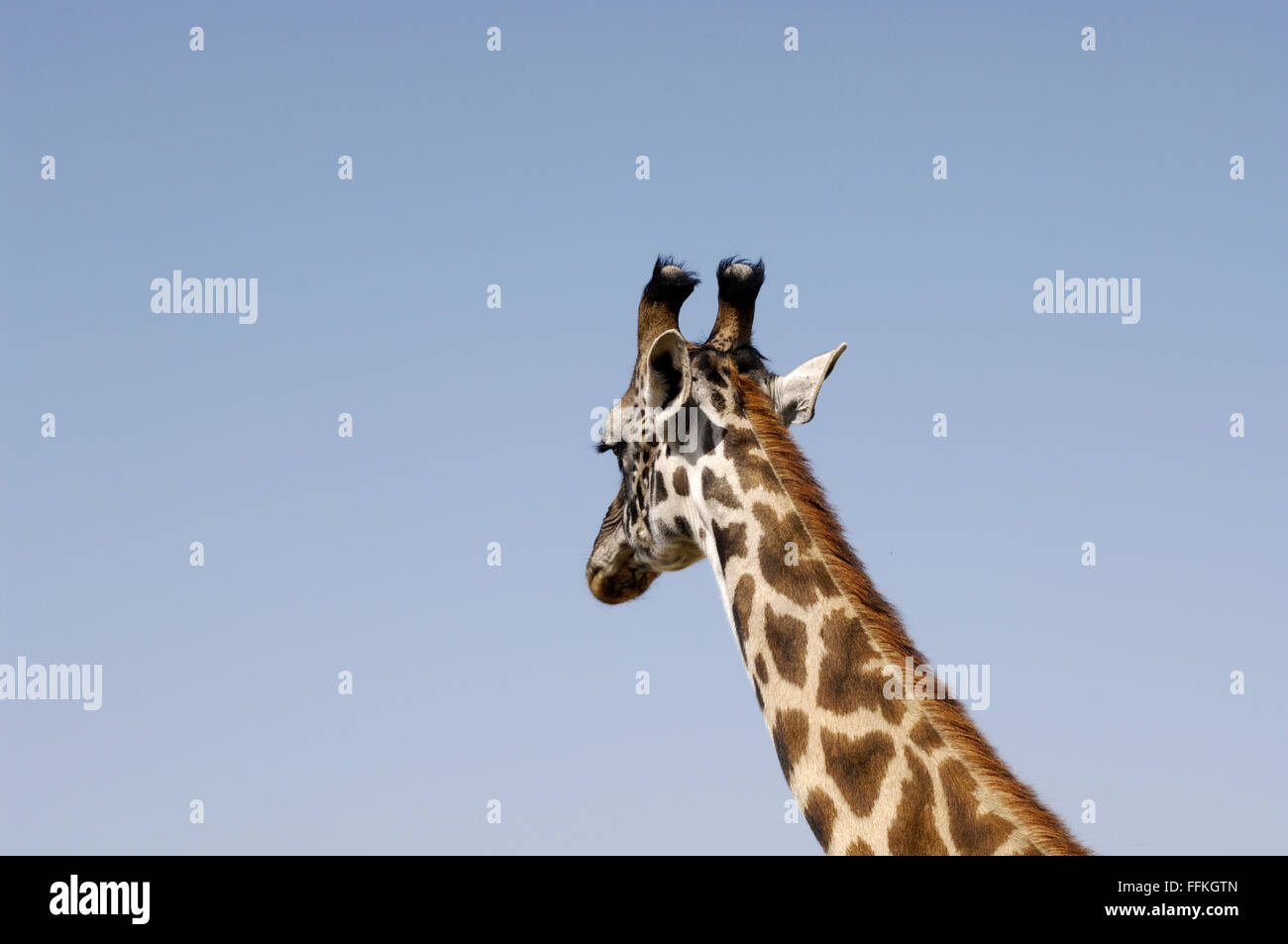 Head of a giraffe in the Serengeti Stock Photo