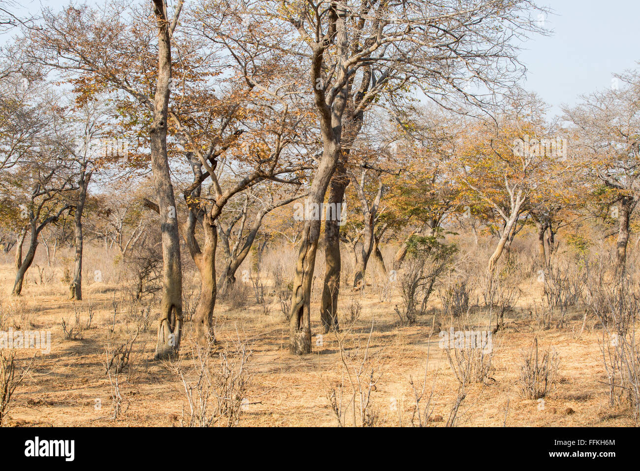Scenic view of a natural woodland in Hwange Stock Photo