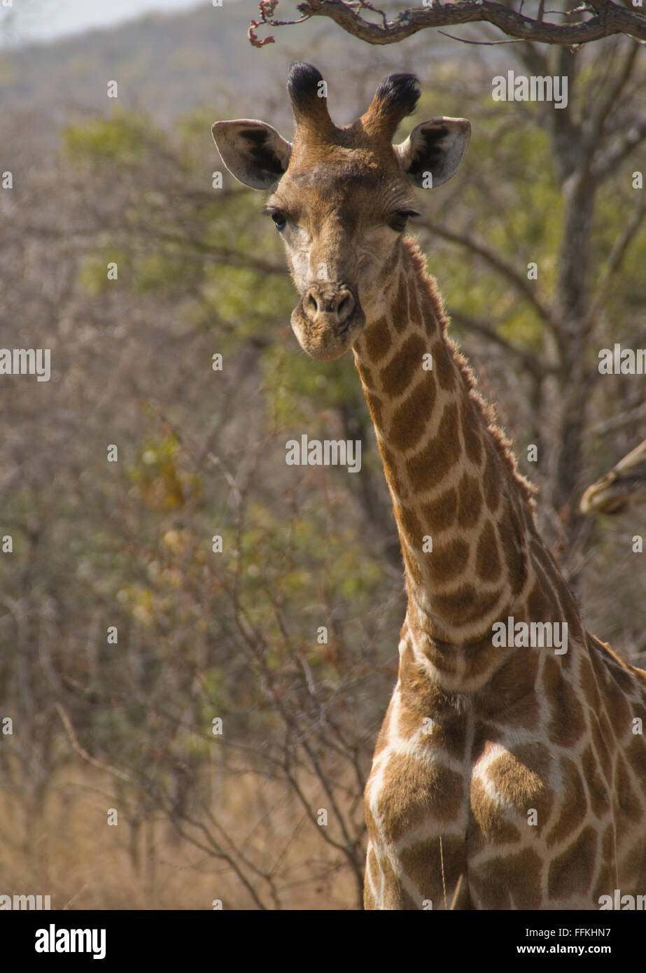 Giraffes conservation status is least concern Stock Photo