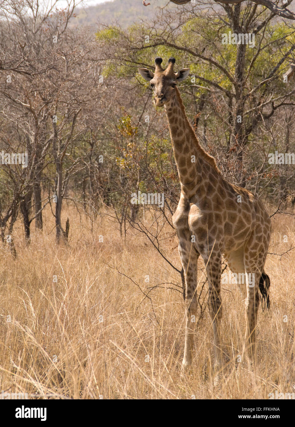 Giraffes conservation status is least concern Stock Photo