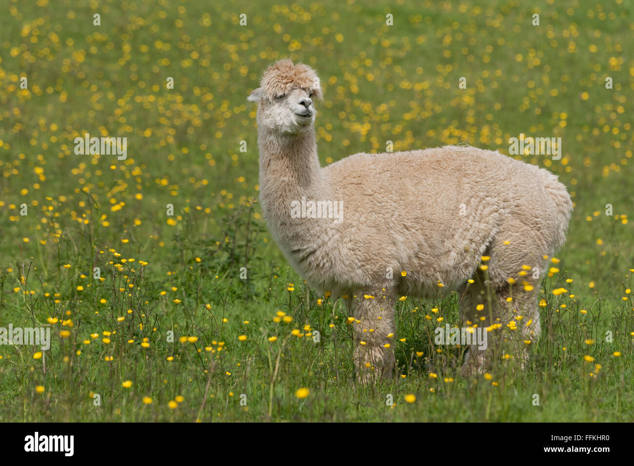Alpaca hires stock photography and images Alamy
