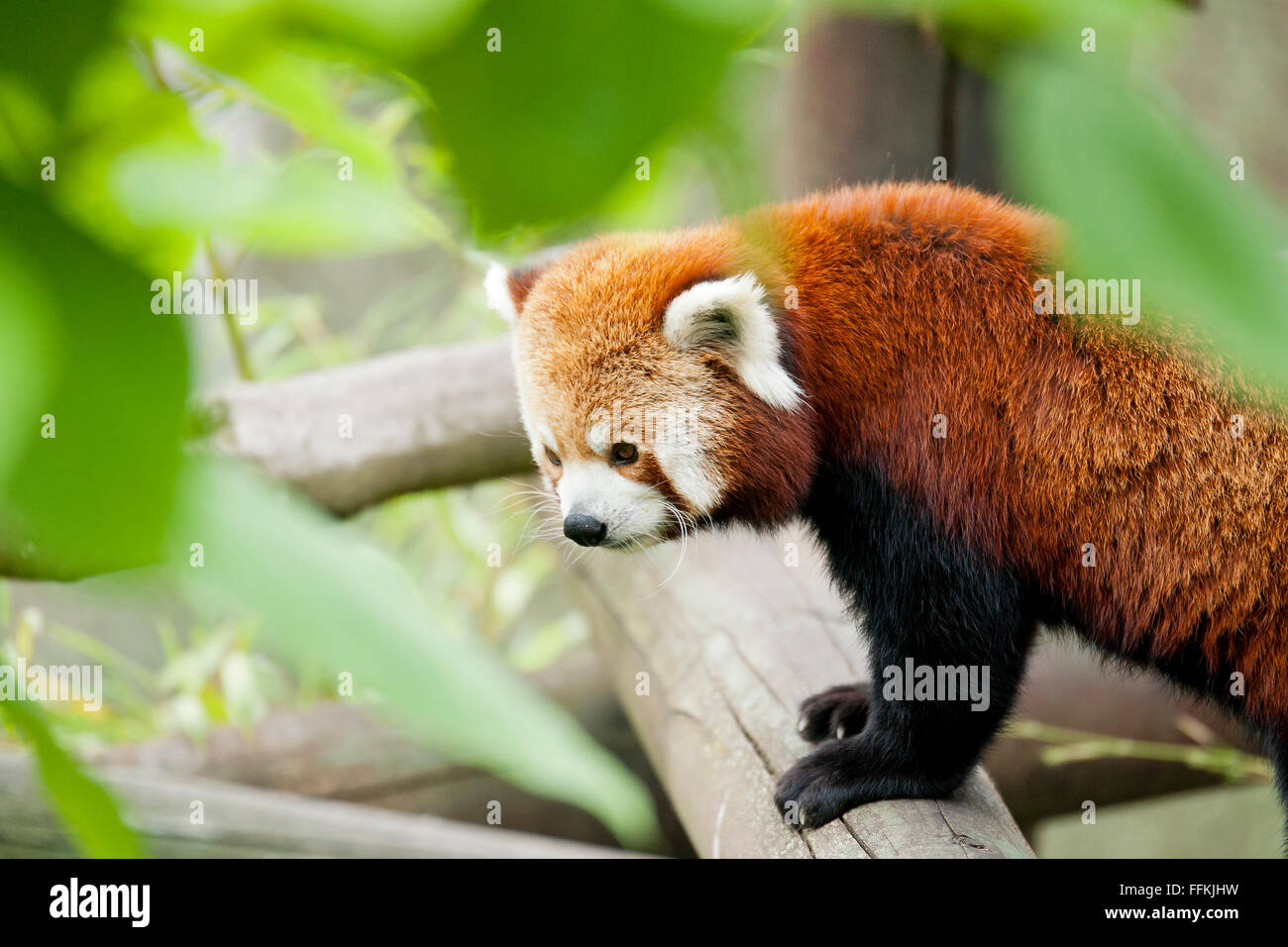 A Himalayan native the Red Panda is classified as vulnerable by the
