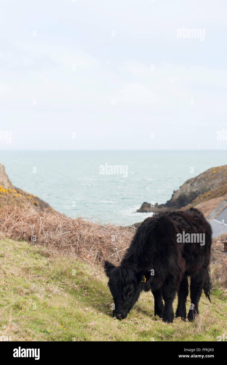 Welsh Black Cow near the sea Stock Photo