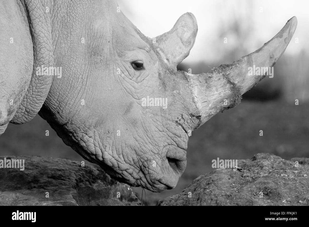 White rhino are the largest member of the rhino family Stock Photo