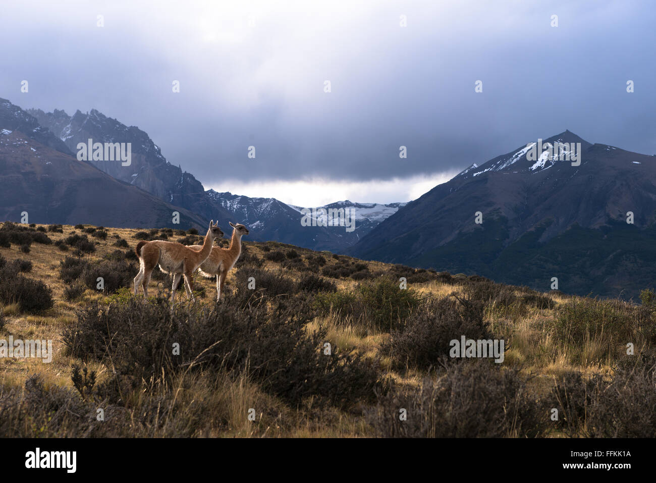 A couple of Guanacos overlooking the landscape in Torres del Paine National Park Stock Photo