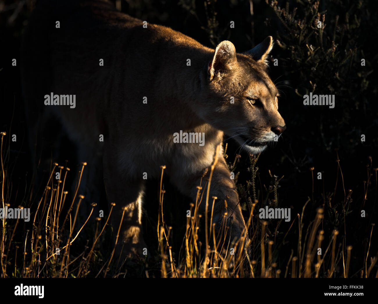 A wild Puma from Patagonia Stock Photo