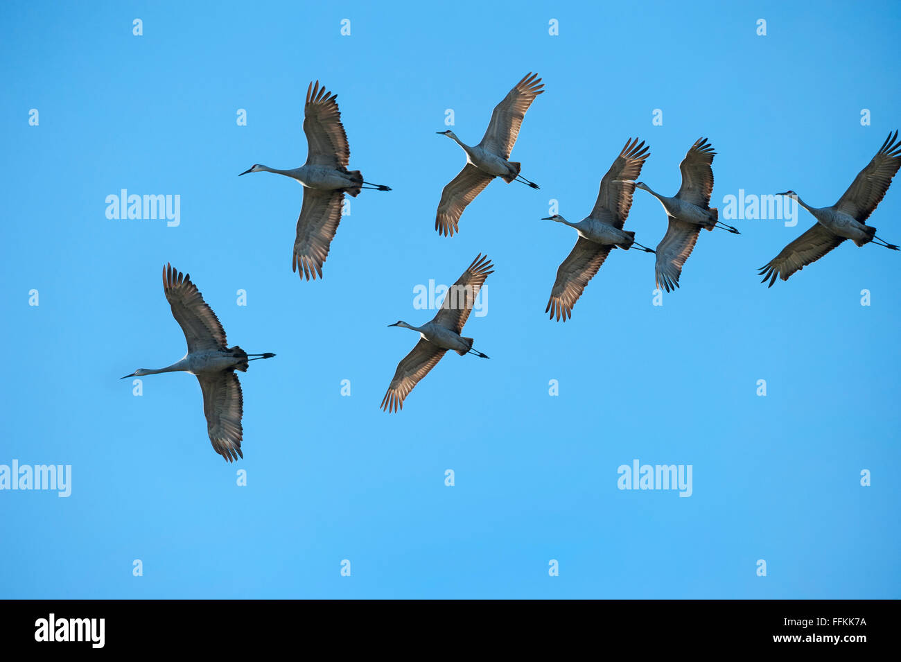 Flock of Sandhill Cranes flying overhead against blue sky Stock Photo