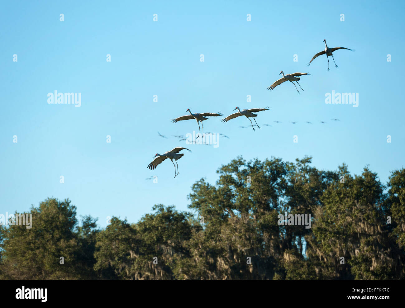 Group of migrating Sandhill Cranes alighting Stock Photo