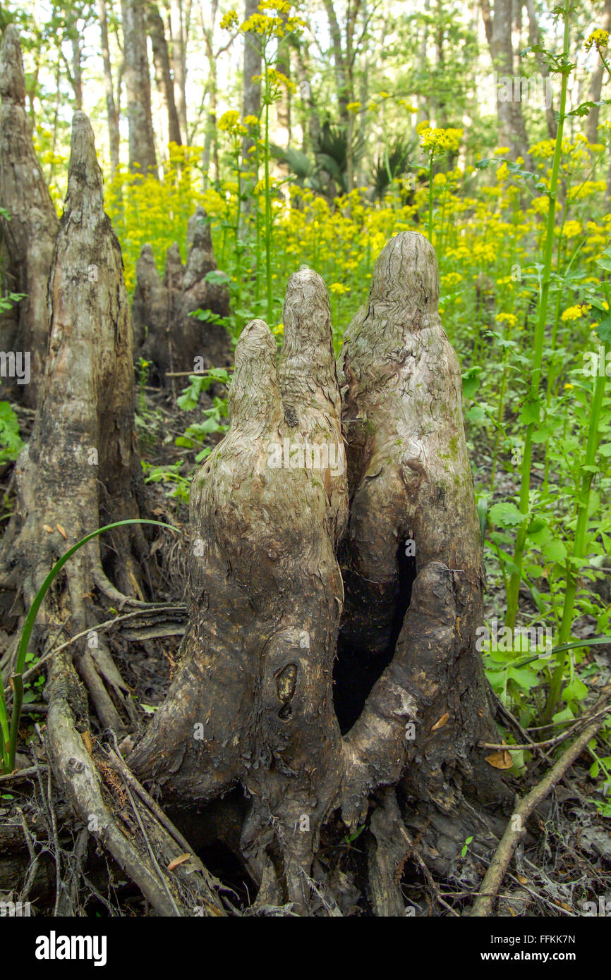 Cypress knees, Silver River State Park, FL Stock Photo