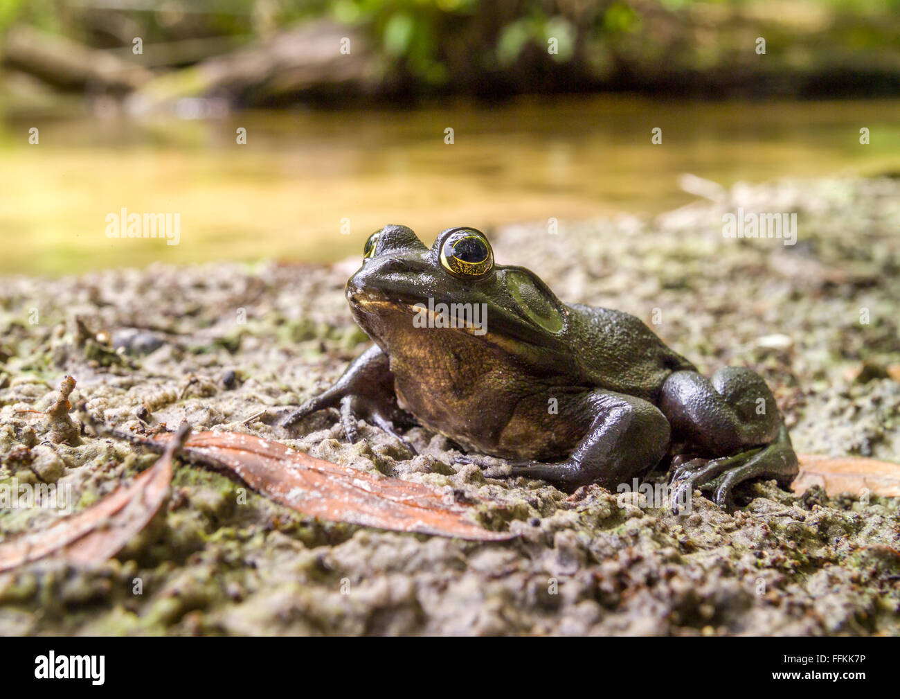 River Frog (Rana hecksheri) sitting on creek bank Stock Photo