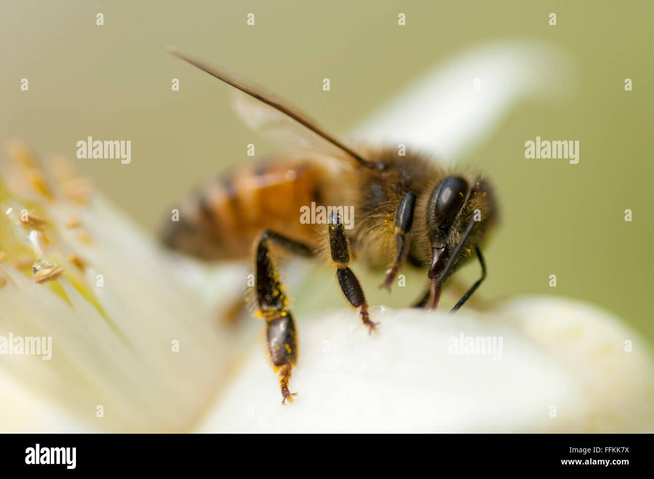 Honey Bee pollinating citrus blossom Stock Photo
