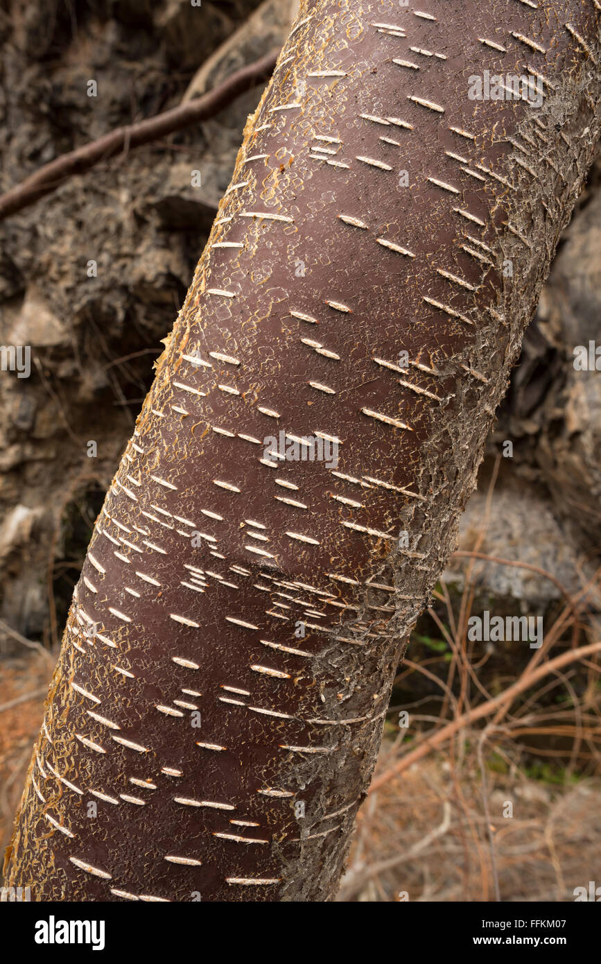 Detail of the bark of a birch tree in Northeast Oregon. Stock Photo